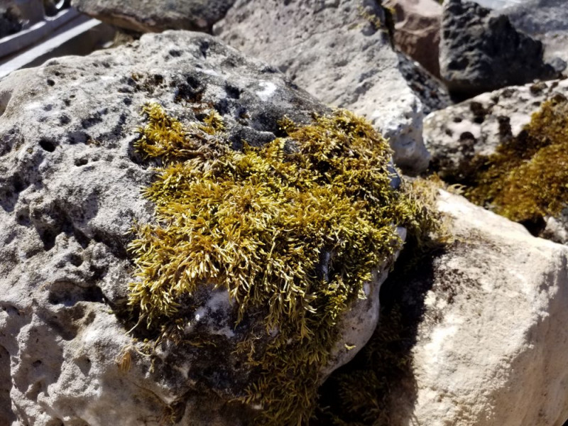 Lichen Rock (Boulders)