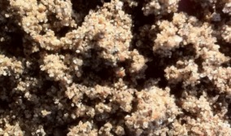 Septic Sand